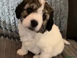 Jackapoo dogs Gorgeous Jackapoo Puppy ONE BOY LEFT - Advert 5