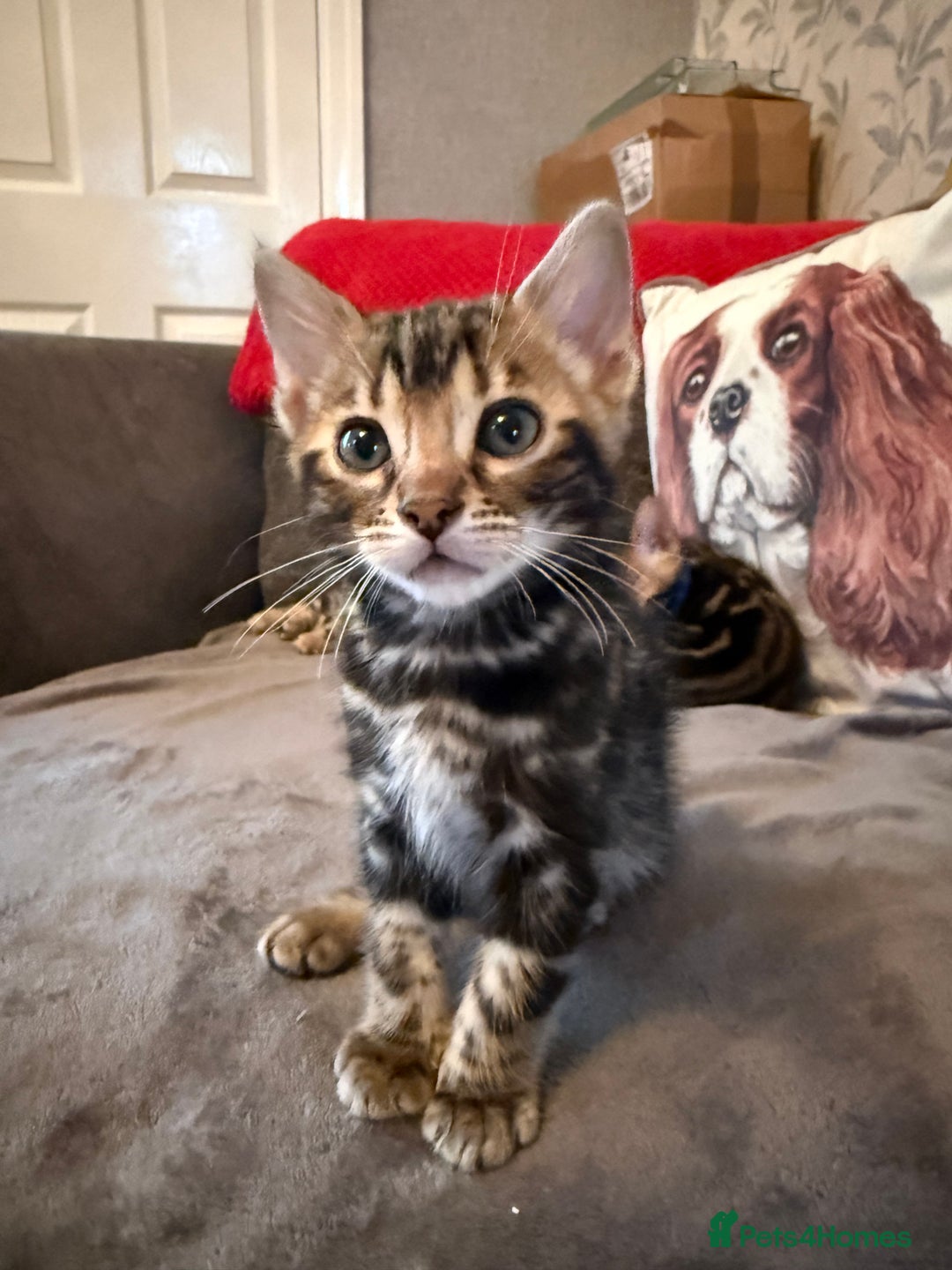 Bengal cats for sale: LAST ONE! Stunning Bengal kittens - Advert 16