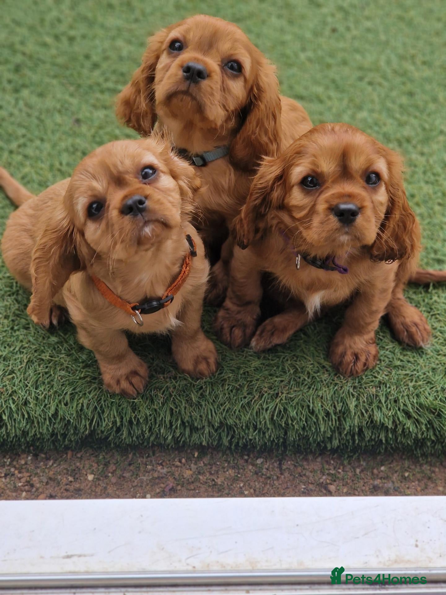 Cavalier King Charles Spaniel dogs Cavalier King Charles Spaniel!DNA tested! - Advert 8