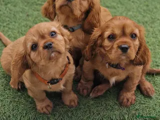 Cavalier King Charles Spaniel dogs Cavalier King Charles Spaniel!DNA tested! - Advert 8