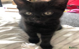 British Shorthair cats for sale: 🐾 A Rare Band of Ghost Tabby Kittens 🐾 - Image 25