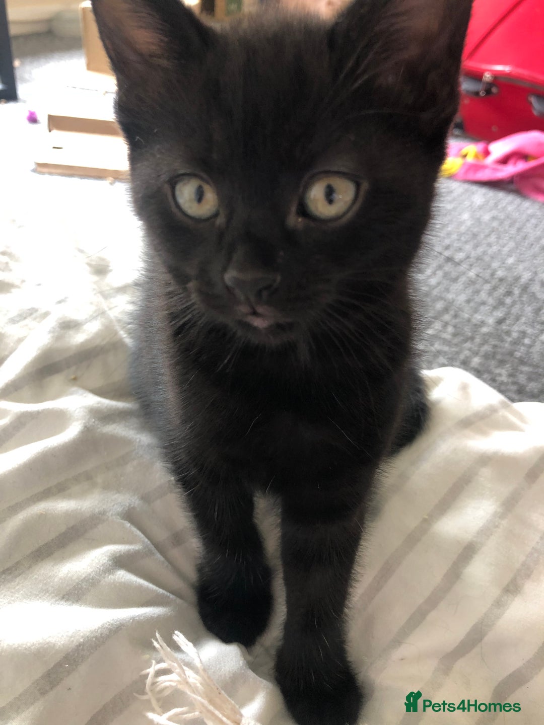 British Shorthair cats for sale: 🐾 A Rare Band of Ghost Tabby Kittens 🐾 - Image 25
