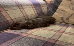 Cocker Spaniel dogs for sale: cocker spaniel pups for sale short tailed workers - Image 11