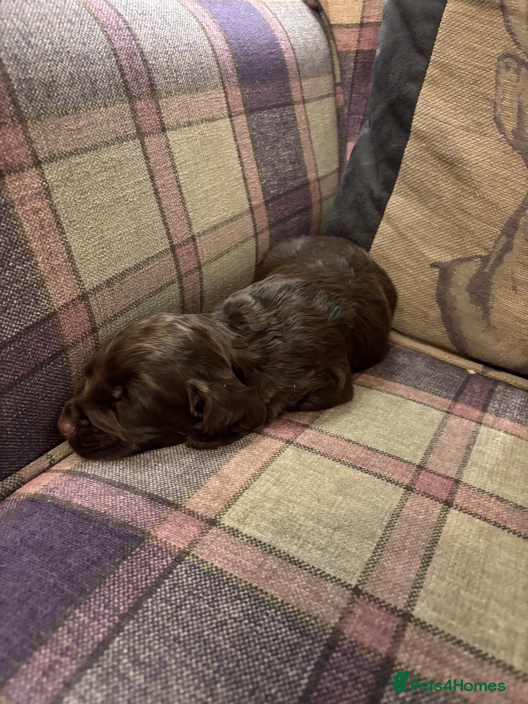 Cocker Spaniel dogs for sale: cocker spaniel pups for sale short tailed workers - Image 11