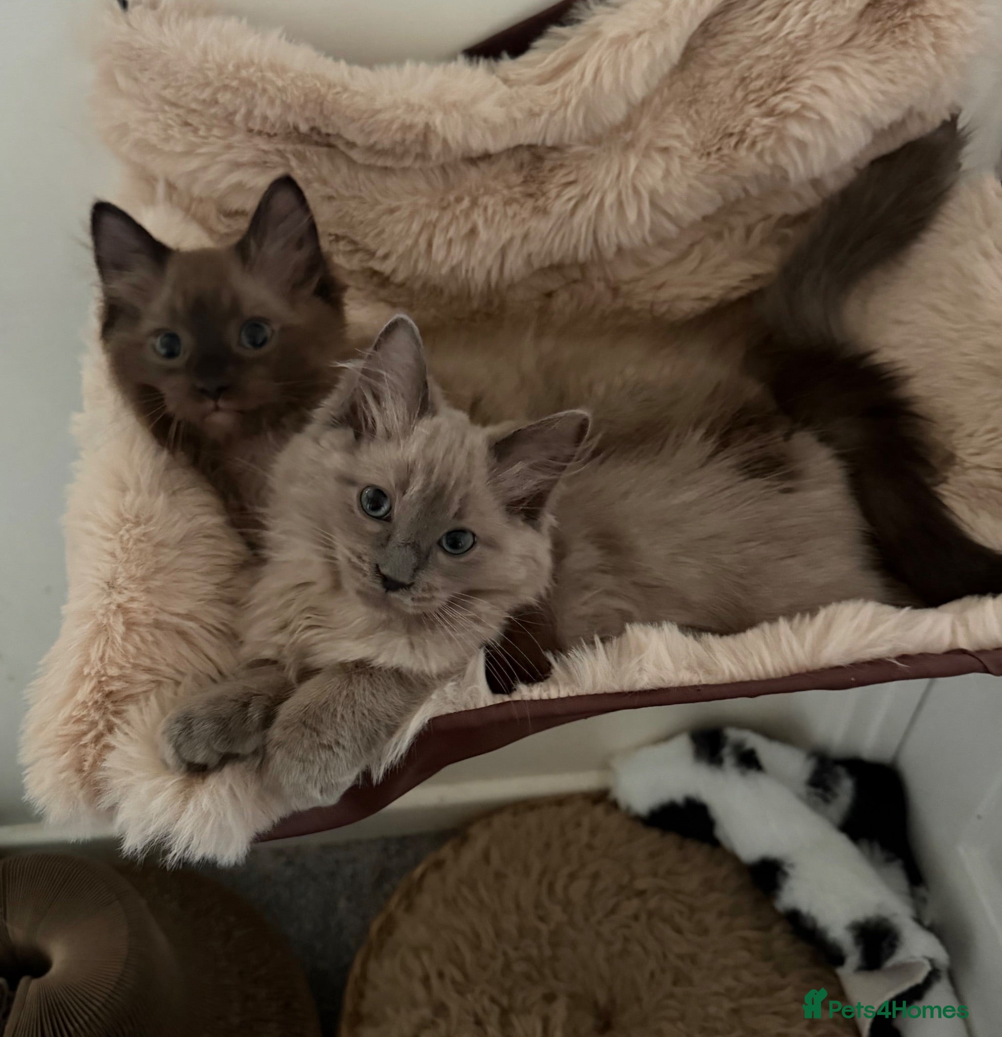 Ragdoll cats Tica Registered Mink Ragdolls - Advert 2