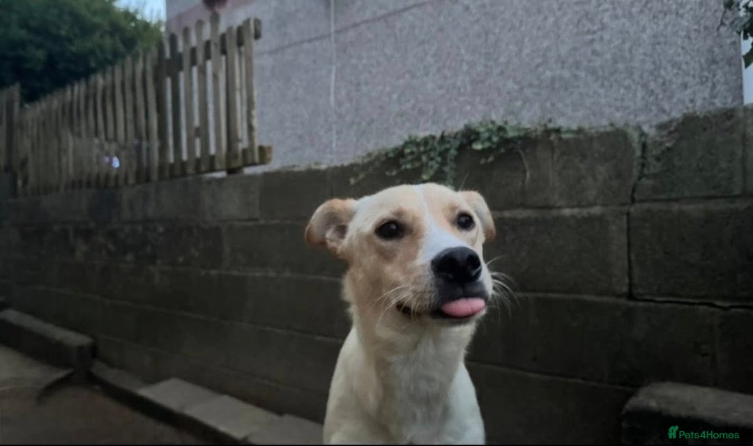 Mixed Breed dogs for adoption: ❤️ Fia ❤️ - Image 3