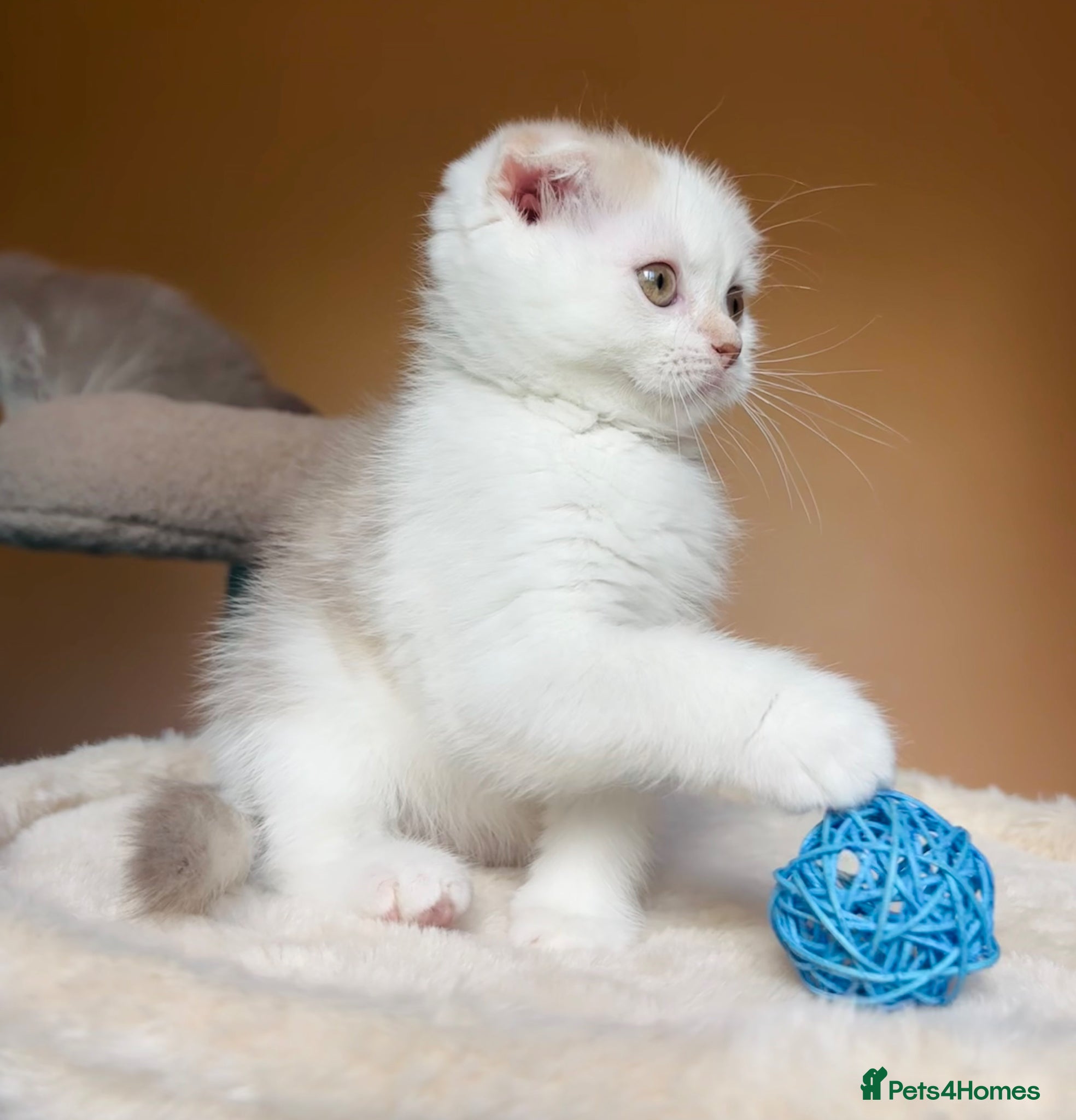 Scottish Fold cats for sale: Pedigree Adorable Scottish Fold Kittens  - Advert 18
