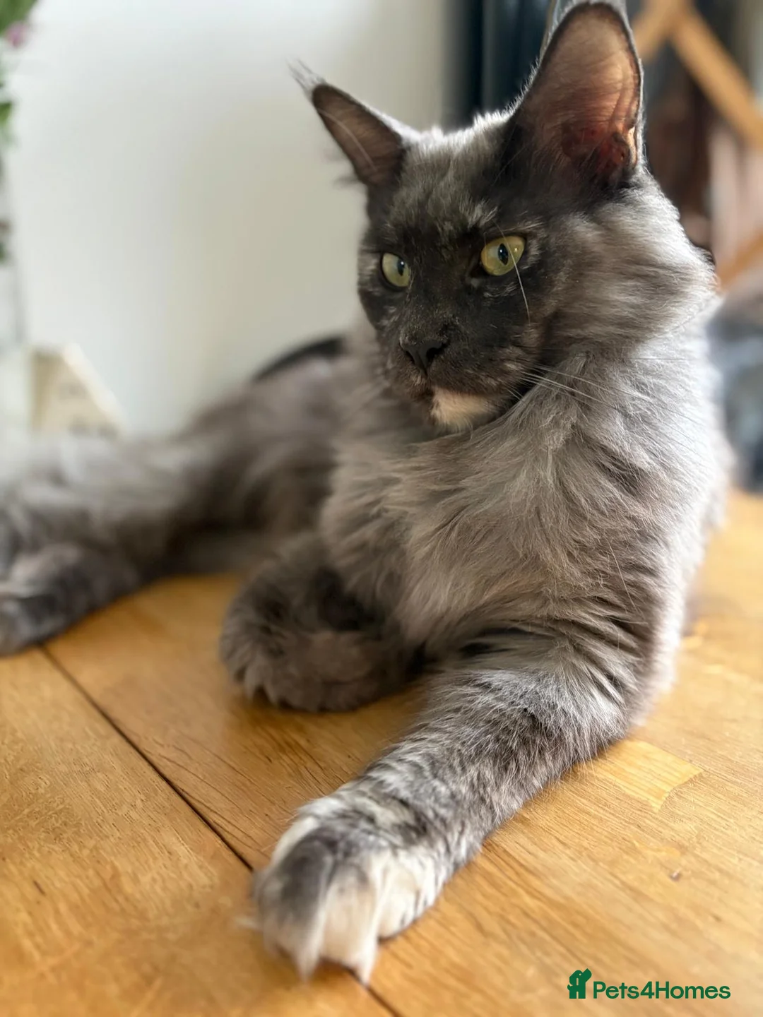 Maine Coon cats for sale: XL Maine Coon Kittens for Sale – TICA Reg - Advert 2