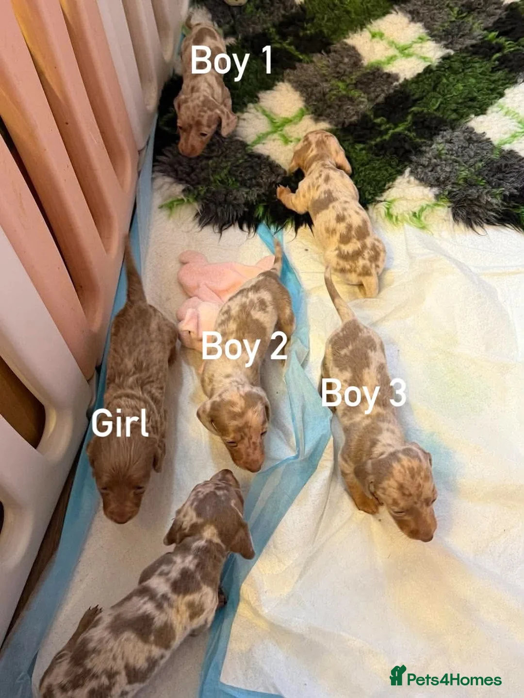 Miniature Dachshund dogs for sale: Gorgeous Miniature Dachshund Puppies - Advert 2