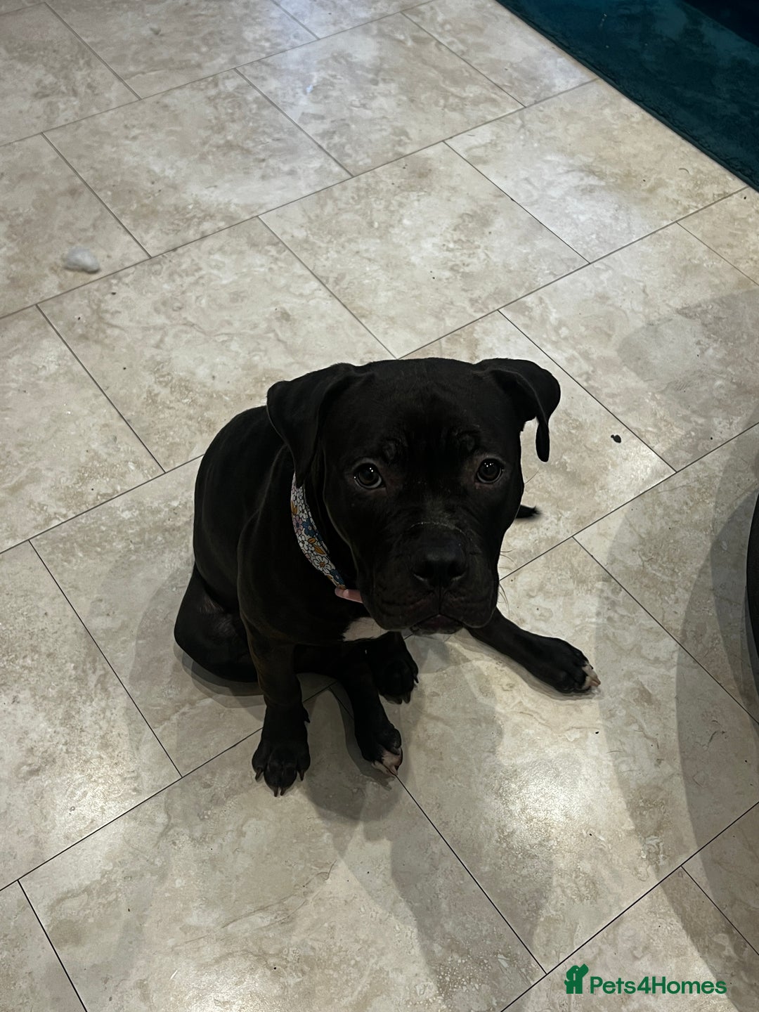 American Bully dogs for sale: American Bully- ‘Lady’ - Image 1