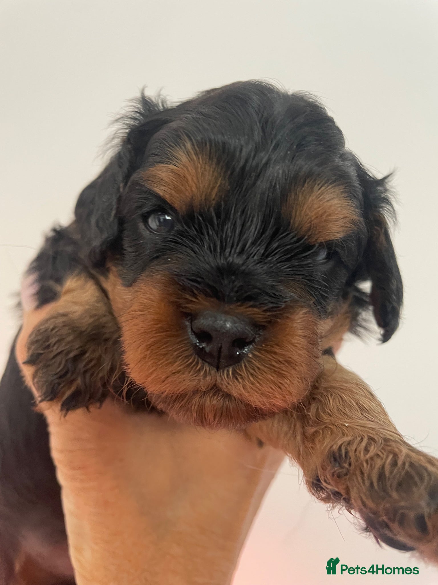 Cavapoo dogs Cavapoo pups - Advert 4