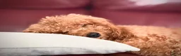 Cockapoo dogs for sale: 4 really to go F2 cocker puppies  in London - Advert 2