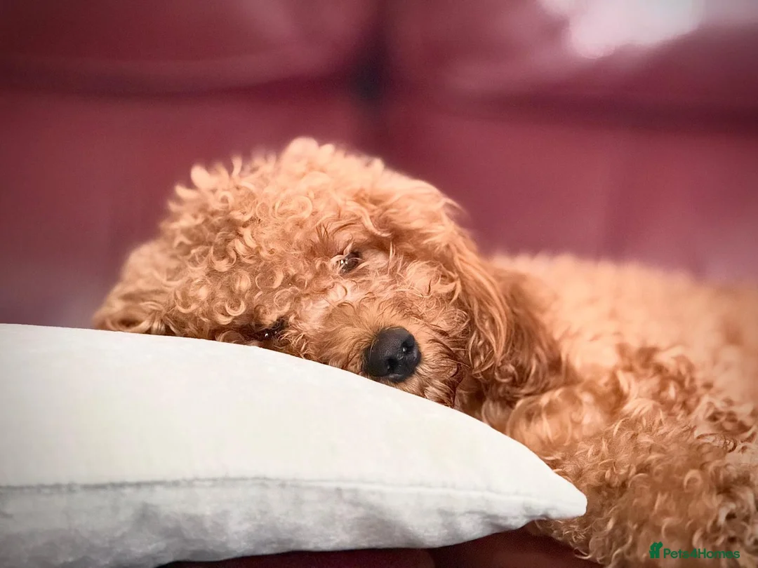 Cockapoo dogs for sale: 4 really to go F2 cocker puppies  in London - Advert 2