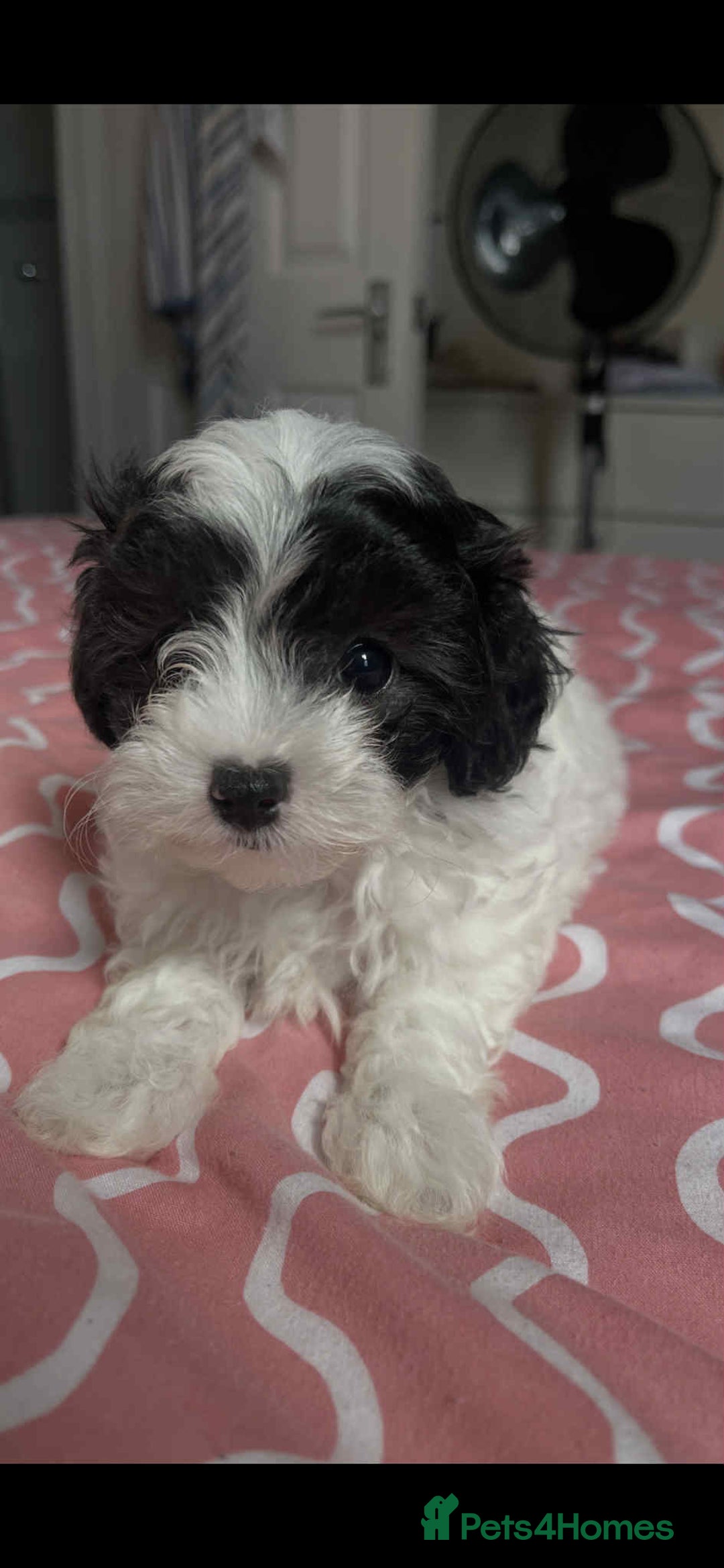 Maltipoo dogs for sale: Maltipoo puppies for sale  - Image 10