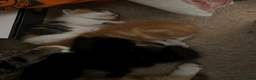 British Shorthair cats for sale: Two black kittens, one with some white    in Bristol - Advert 18
