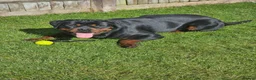 Rottweiler dogs for sale: STUNNING EUROPEAN BLOODLINE ROTTWEILER PUPPIES in Bracknell - Advert 5