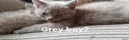 Mixed Breed cats for sale: 7 adorable kittens  - Advert 12