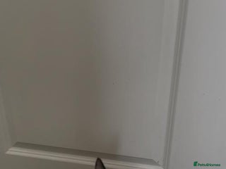 Ragdoll cats in Kingston upon Thames - Advert 13