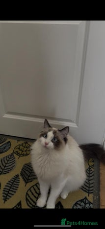 Ragdoll cats in Kingston upon Thames - Advert 10