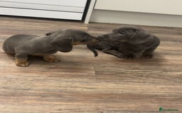 Dachshund dogs for sale: 🩶Silver miniature dachshunds litter READY TO GO🩶 - Image 11
