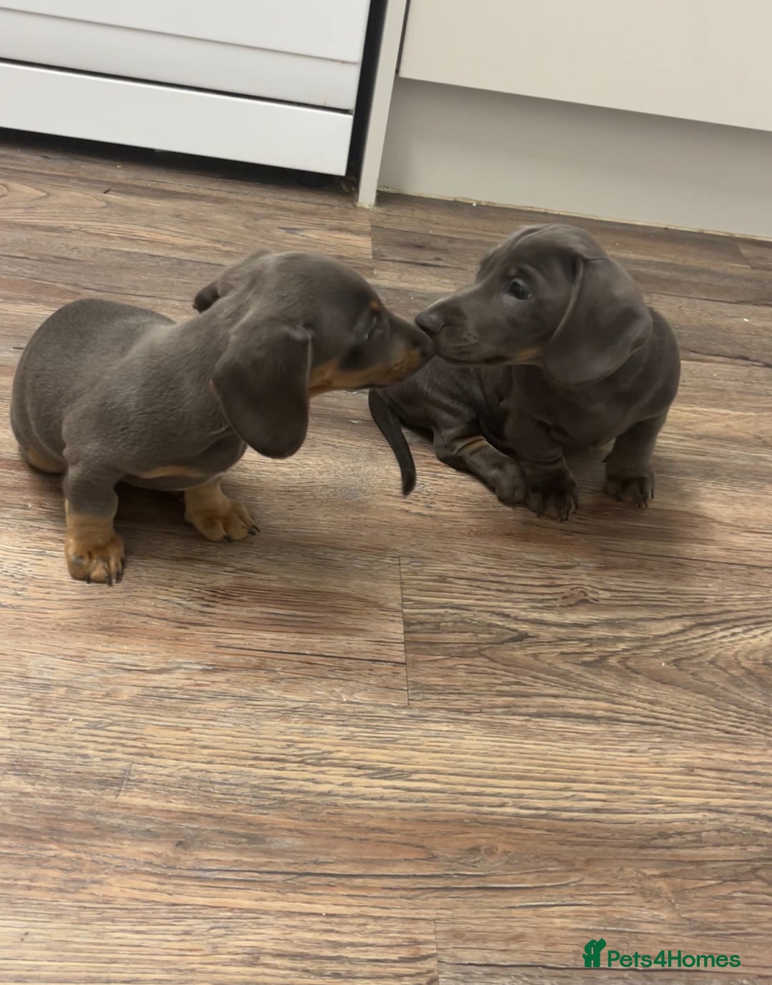 Dachshund dogs for sale: 🩶Silver miniature dachshunds litter READY TO GO🩶 - Image 11