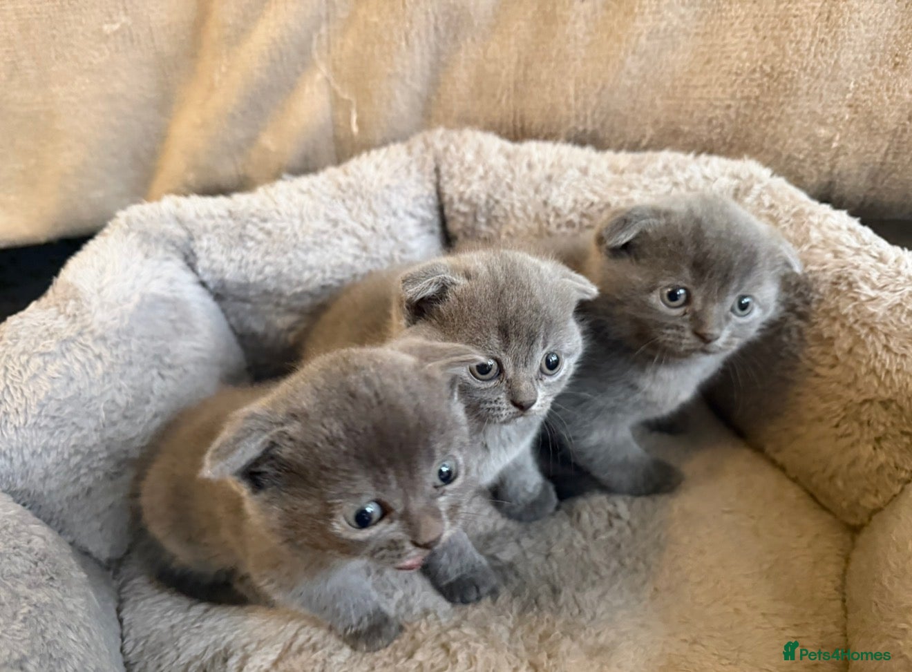 Scottish Fold cats for sale: 🐾  Adorable Scottish Fold Kittens  - Advert 10