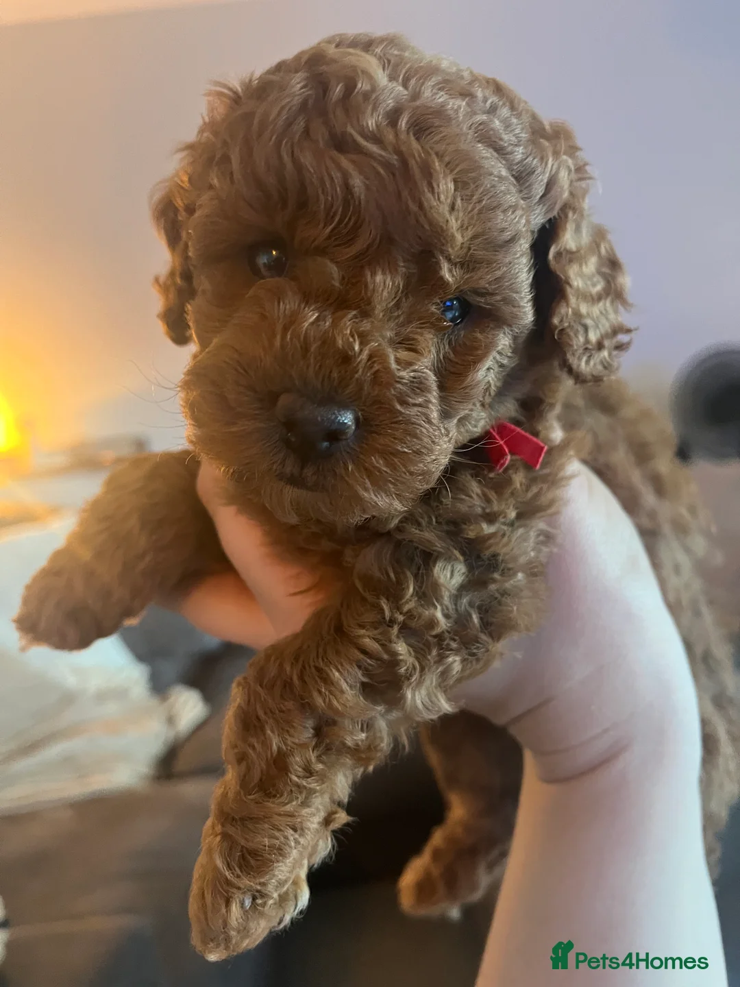 Labradoodle dogs for sale: Red miniature multi gen labradoodles - Advert 2