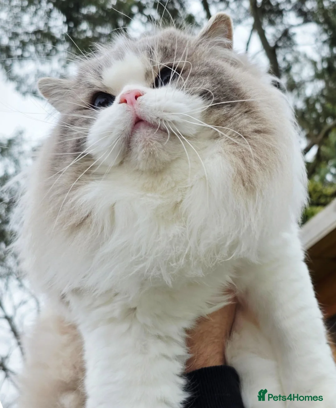 Ragdoll cats for sale: 4 European babies. Champion lines. Tica registered - Advert 19
