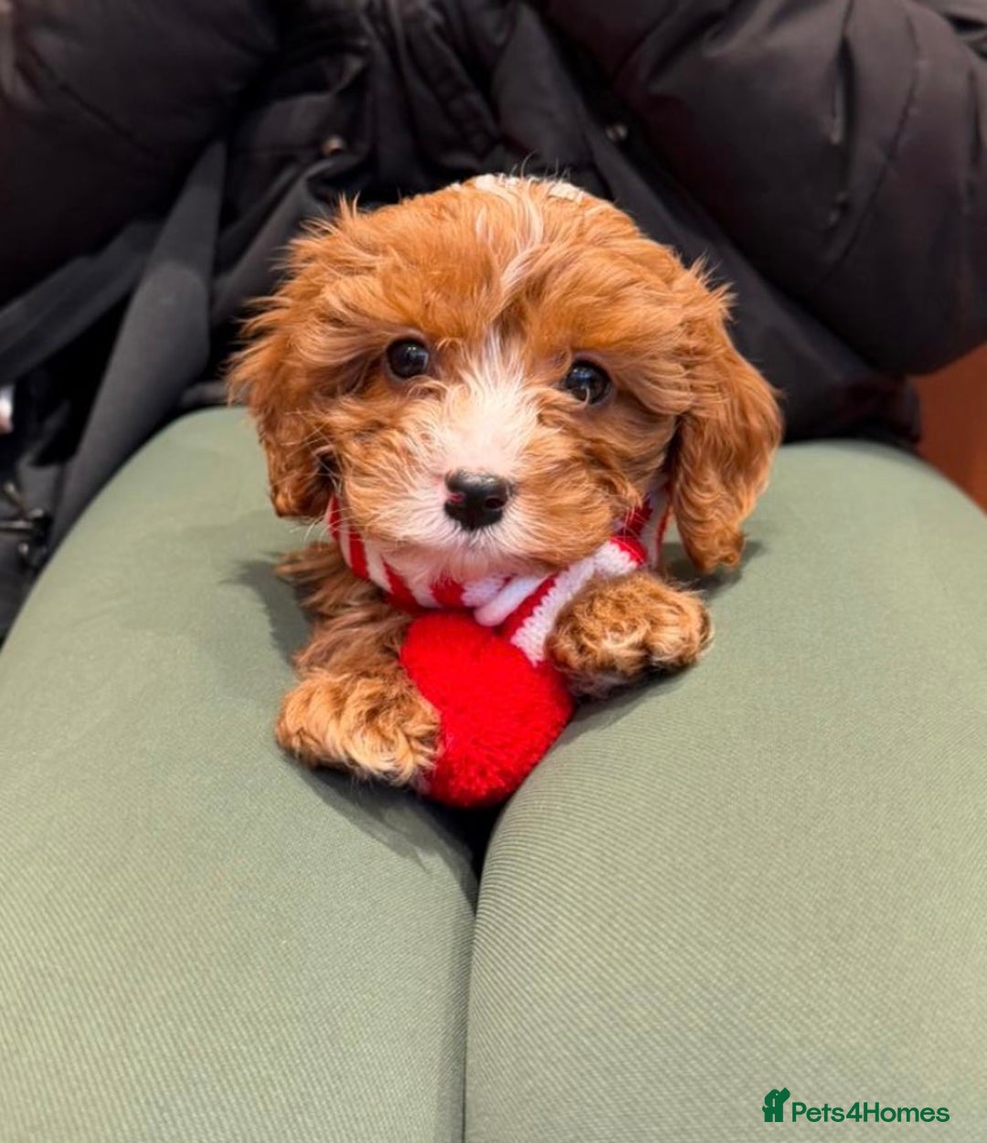 Cavapoo dogs for sale: Cavapoo puppyn - Advert 1