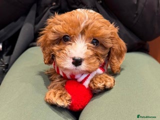 Cavapoo dogs Cavapoo puppyn - Advert 1