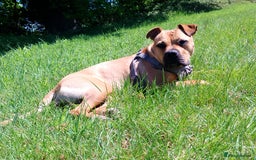 Mixed Breed dogs for sale: Loveable Luna Needing a new home - Image 1