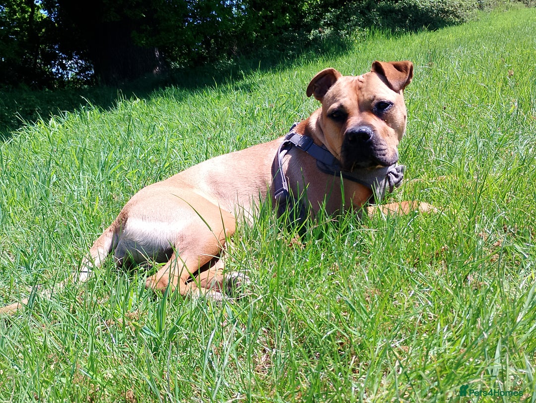 Mixed Breed dogs for sale: Loveable Luna Needing a new home - Image 1