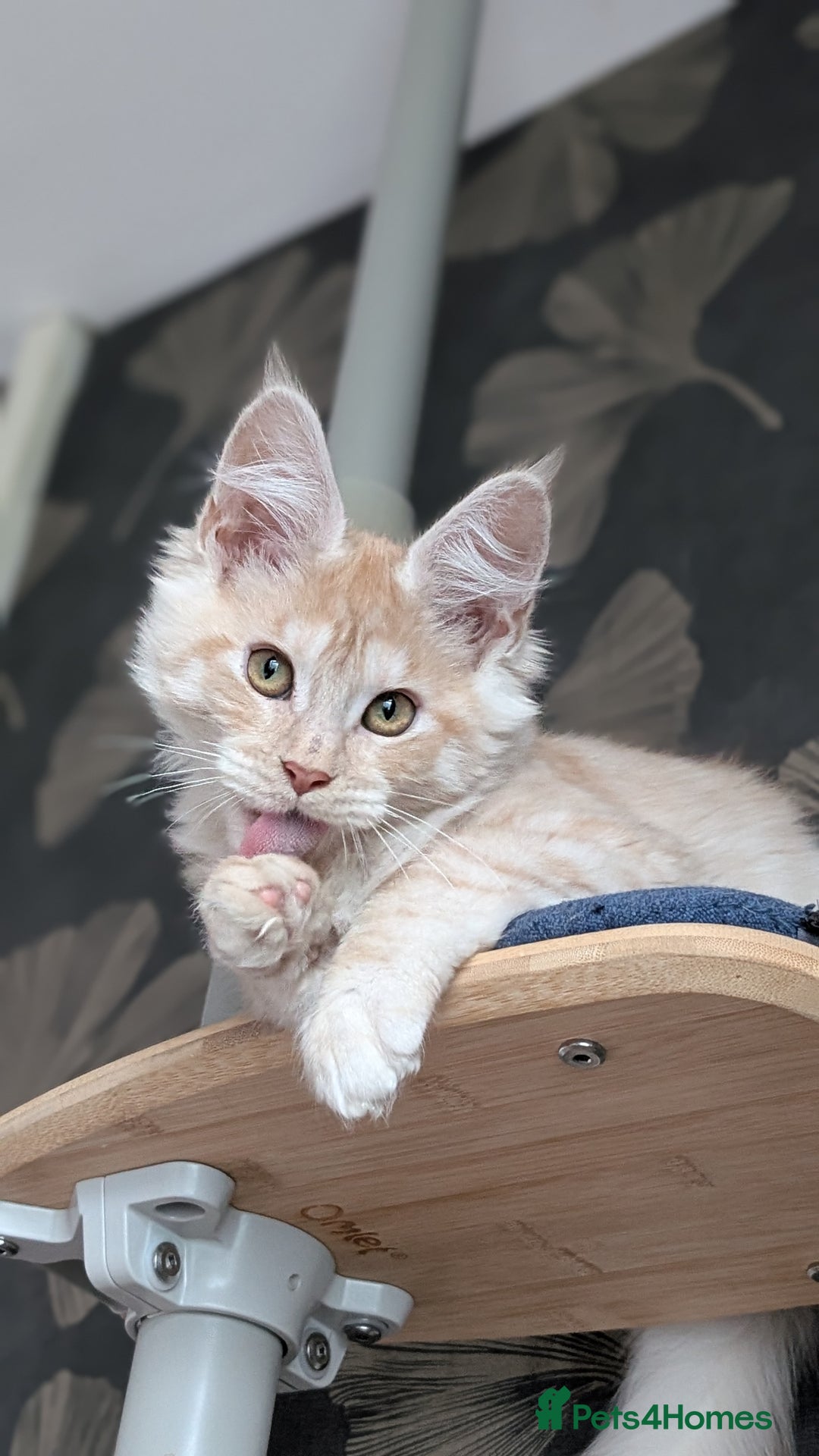 Maine Coon cats for sale: Pedigree, Tica registered kittens - Advert 13