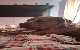 Mixed Breed dogs for sale: Dog for sale  - Image 1