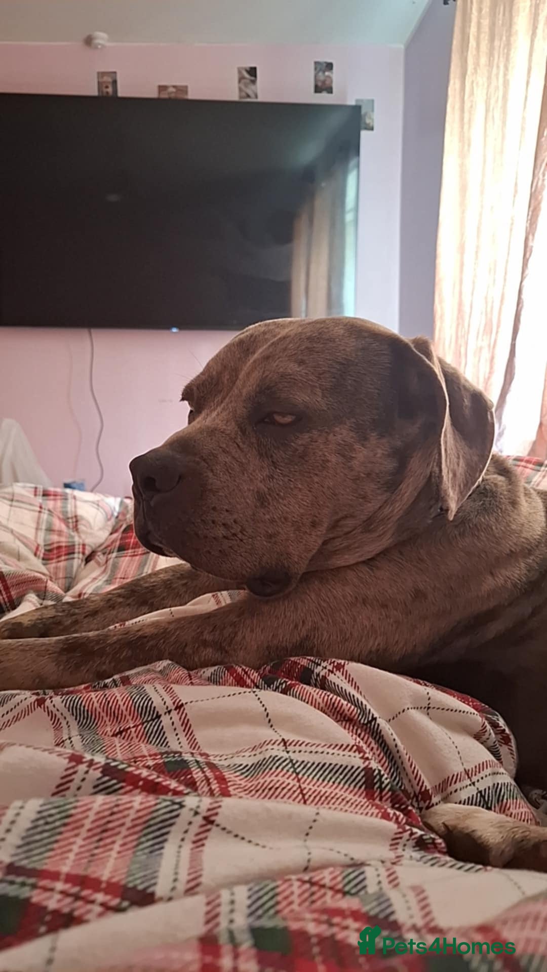 Mixed Breed dogs for sale: Dog for sale  - Image 1