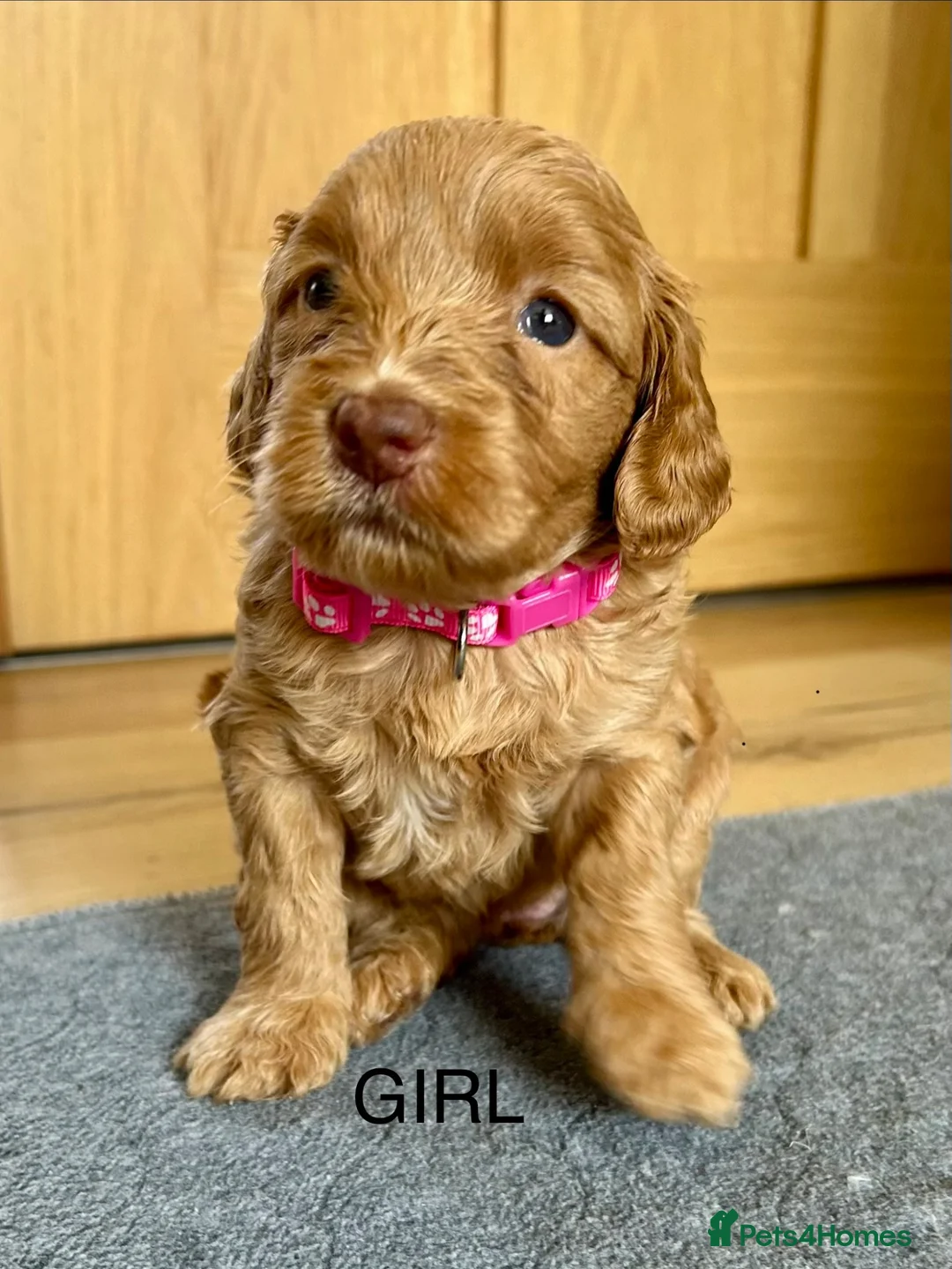 Cockapoo dogs for sale: F2 Cockerpoo puppies - Advert 13