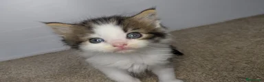 Maine Coon Kitten 3