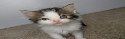 Maine Coon cats for sale:  Beautiful Maine coon kittens  - Advert 16