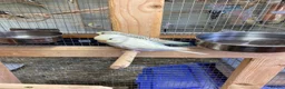 Budgerigars birds for sale: Baby budgies all bred in our aviary  - Advert 5