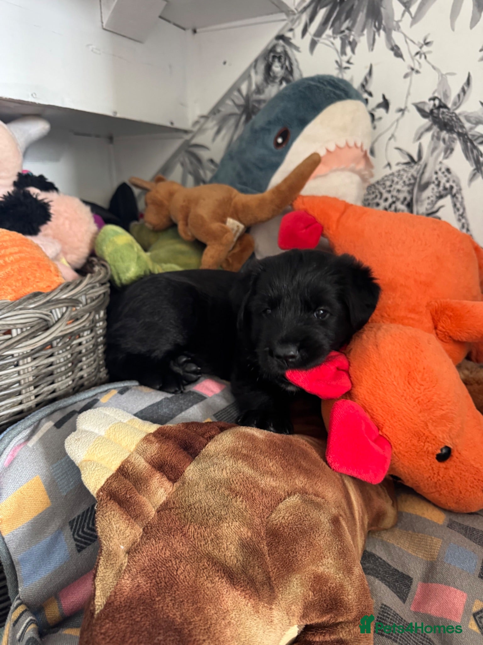 Mixed Breed dogs Bouvier Des Flanders / Giant Schnauzer  - Advert 2