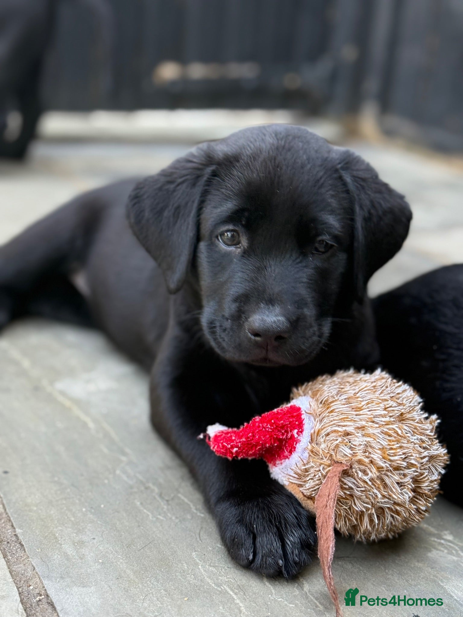 Labrador Retriever dogs Gorgeous Black Labrador Puppies  - Advert 1