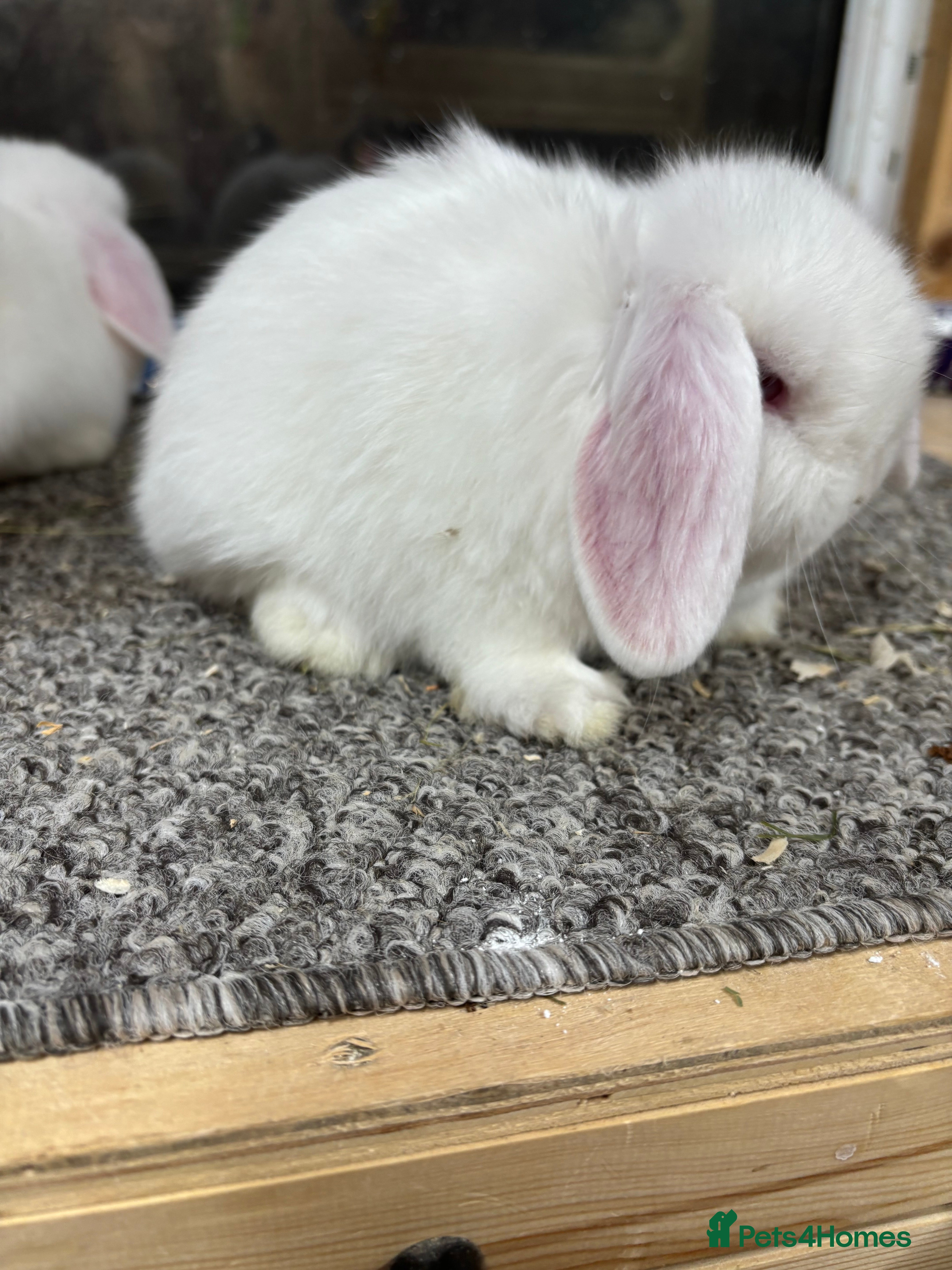 Mini Lop rabbits Baby Minilop BRC rung and Vaccinated  - Advert 1