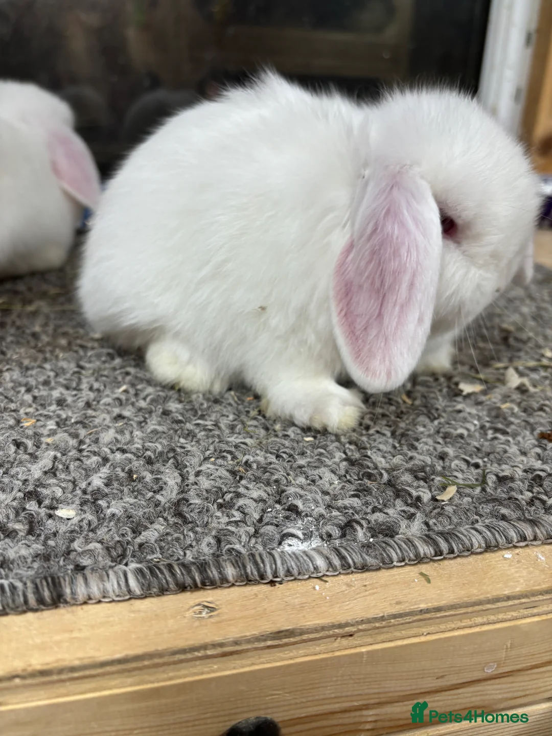 Mini Lop rabbits for sale: Baby Minilop BRC rung and Vaccinated  - Advert 1