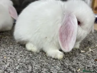 Mini Lop rabbits Baby Minilop BRC rung and Vaccinated - Advert 1