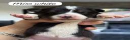 Australian Shepherd dogs for sale: Outstanding Merle/Black and Tan KC Reg Puppies  - Advert 32