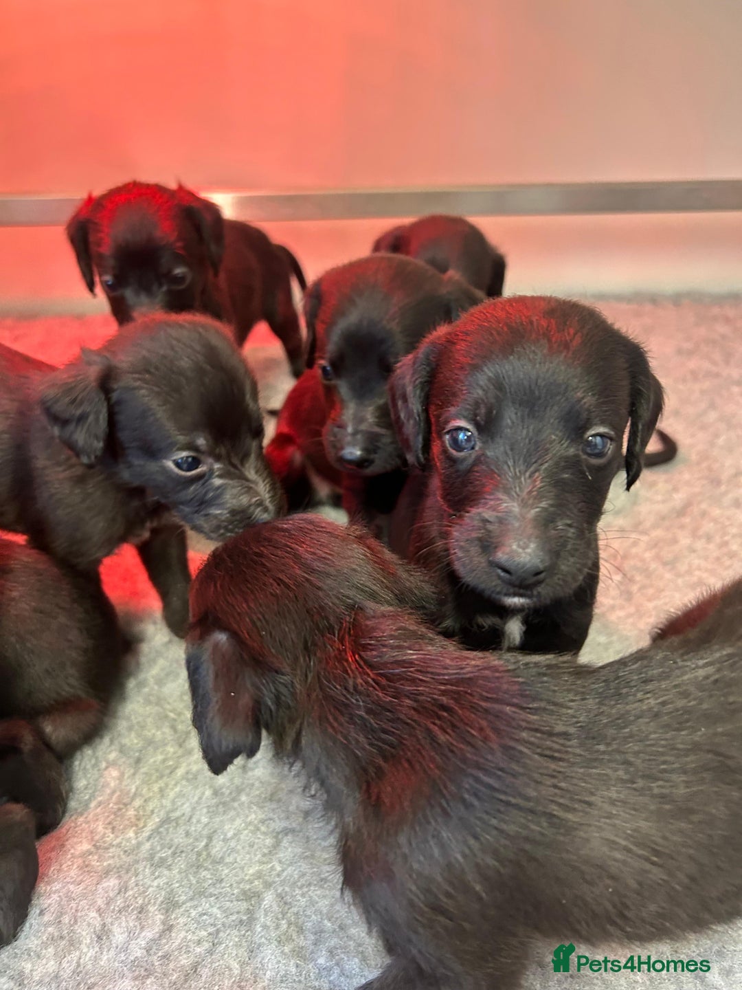 Mixed Breed dogs for sale: GENUINE BEDDY WHIPPETS 2 BOYS LEFT - Advert 15