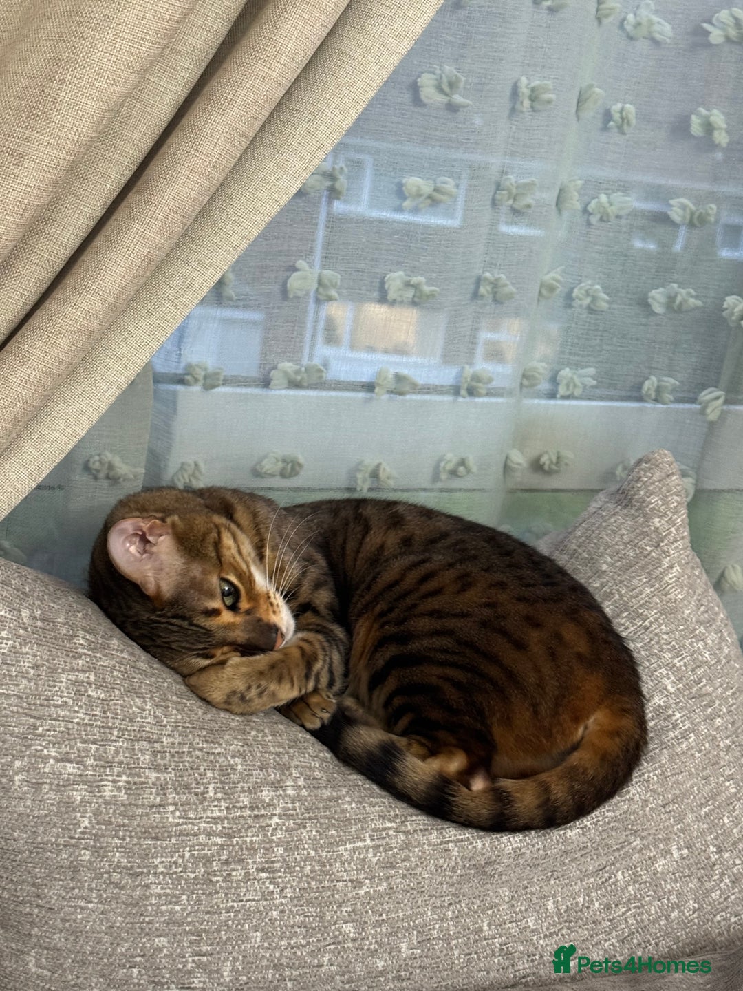 Bengal cats for sale: Female bengal for sale - Advert 3
