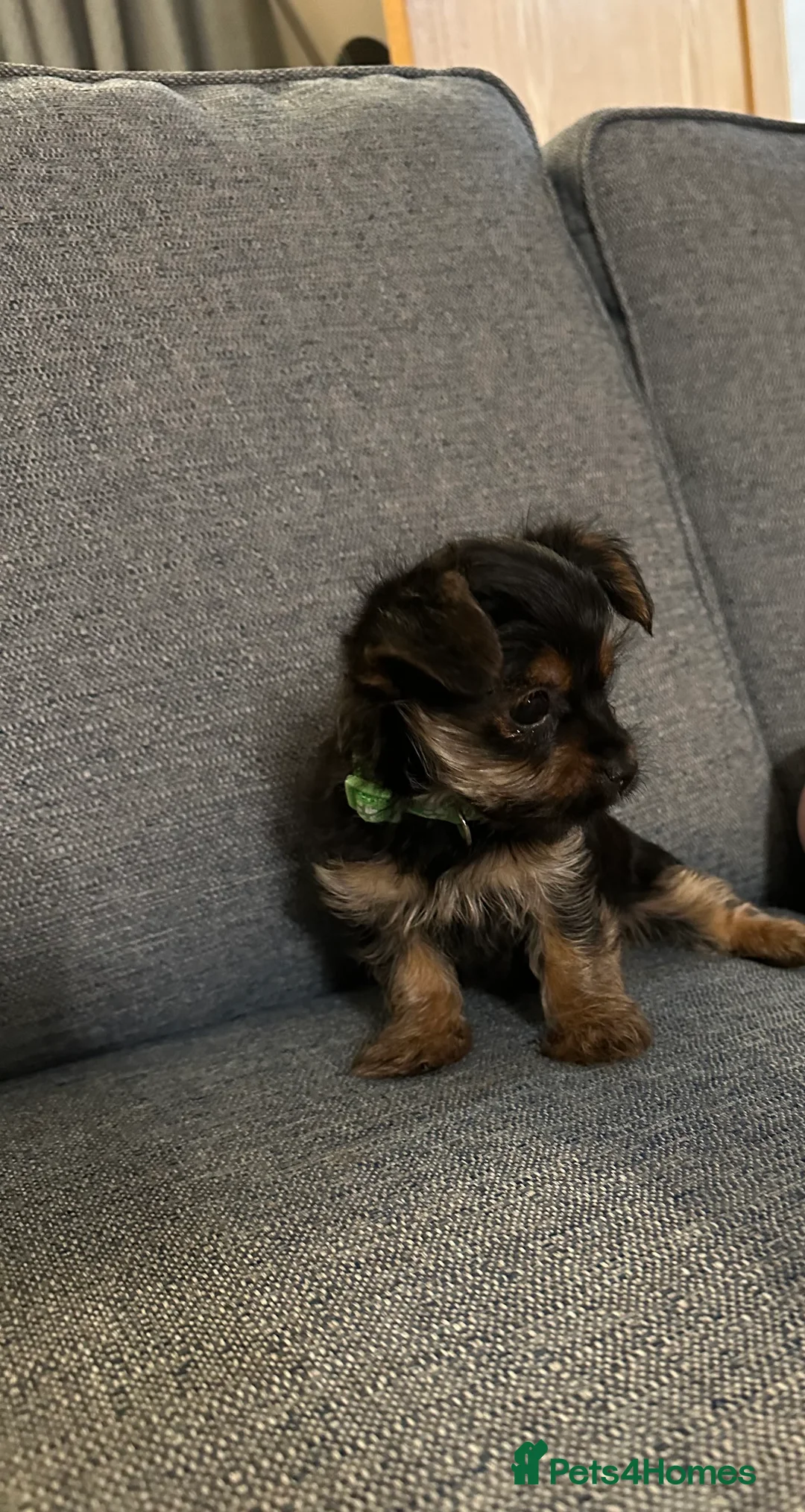 Yorkshire Terrier dogs for sale: READY NOW !! MINI YORKSHIRE TERRIERS FOR SALE - Advert 13