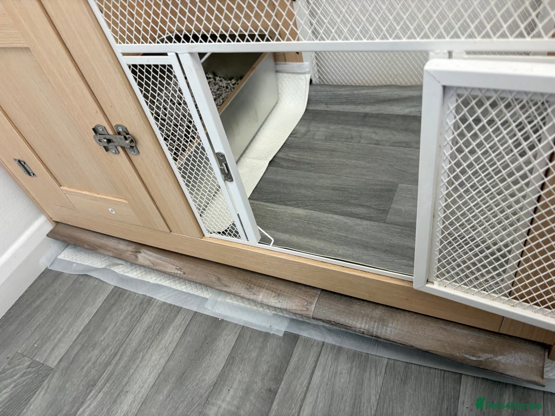 Mixed Breed rabbits for sale: Indoor Rabbit Plus Full Set Up/Etc. For Sale - Advert 6