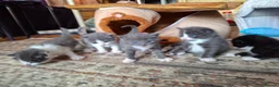 Mixed Breed cats for sale: 4 kittens - Advert 4